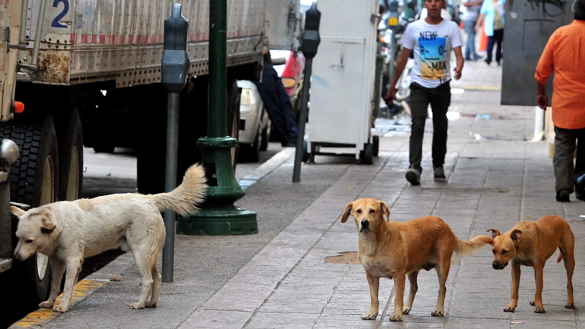 Perros Callejeros-Omar Carrazco (1)